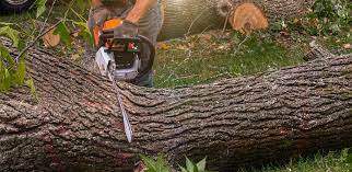 Lawn Pest Prevention in Fort Oglethorpe, GA